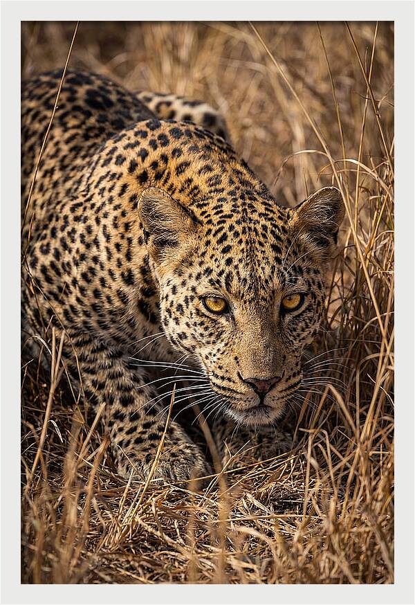 African Leopard Stalking Through Grass