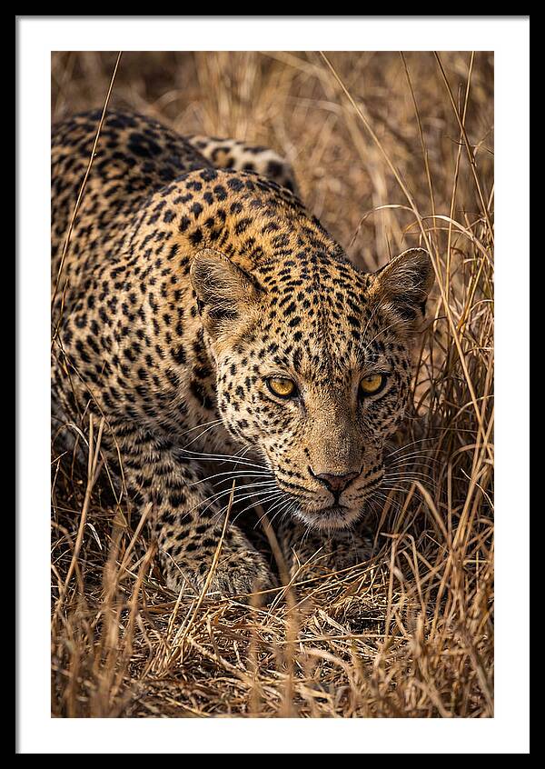 African Leopard Stalking Through Grass