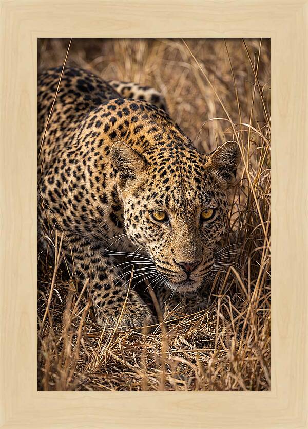 African Leopard Stalking Through Grass