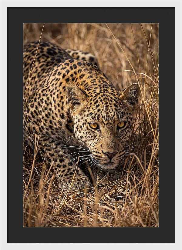 African Leopard Stalking Through Grass