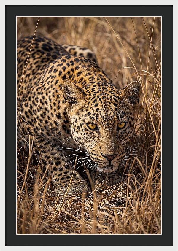 African Leopard Stalking Through Grass
