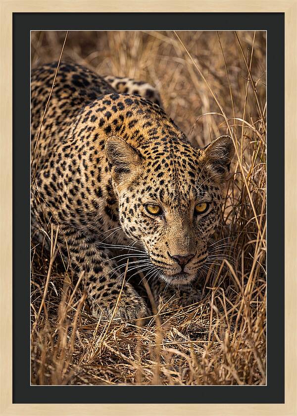 African Leopard Stalking Through Grass
