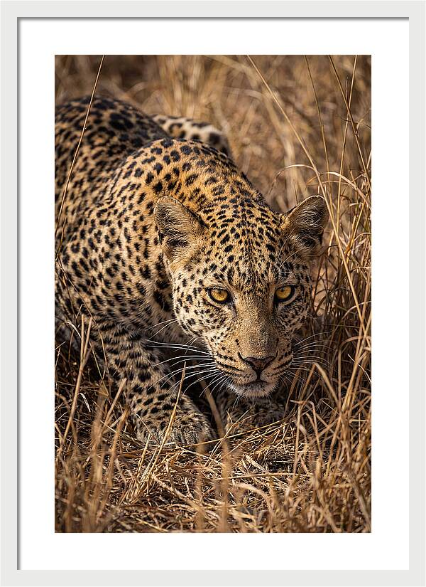 African Leopard Stalking Through Grass