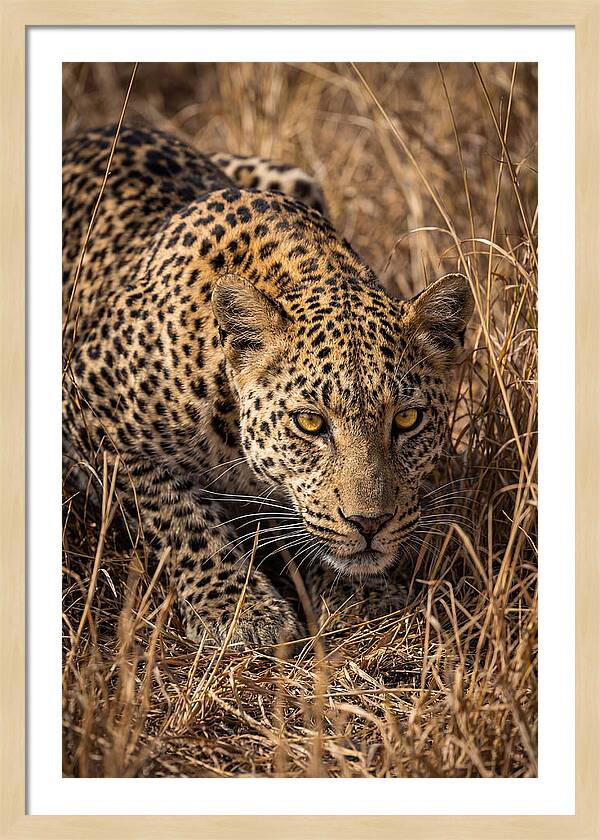 African Leopard Stalking Through Grass