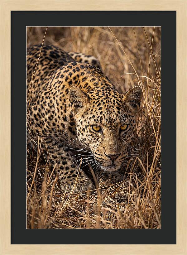 African Leopard Stalking Through Grass