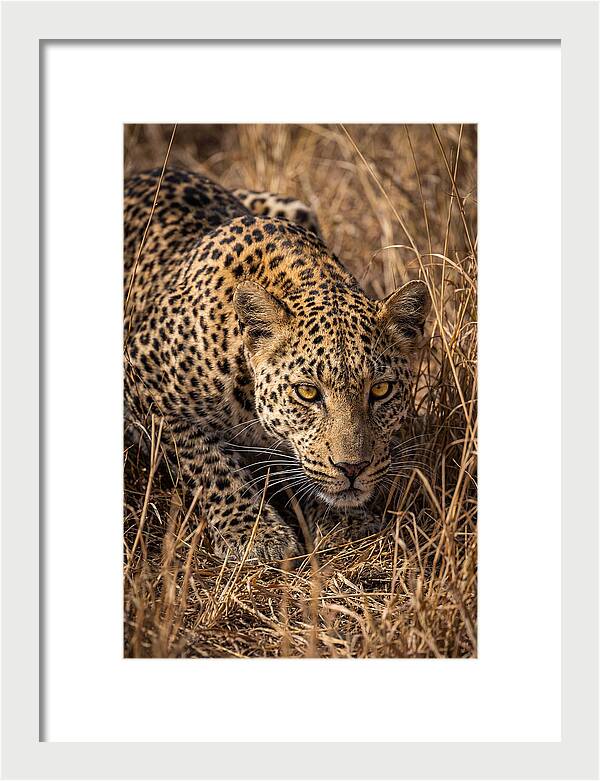 African Leopard Stalking Through Grass