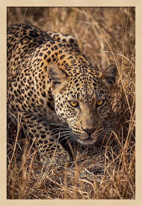 African Leopard Stalking Through Grass