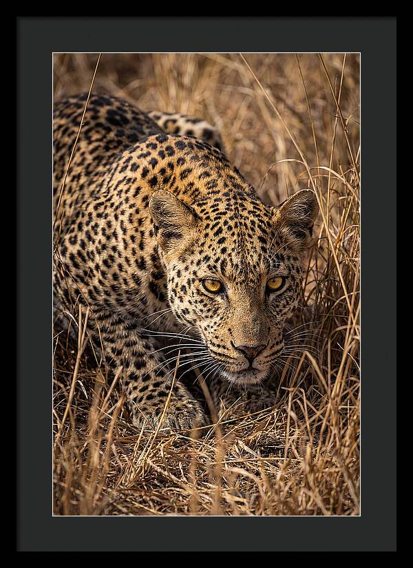 African Leopard Stalking Through Grass