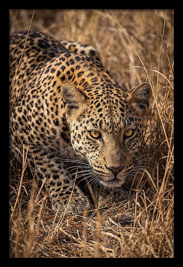 African Leopard Stalking Through Grass