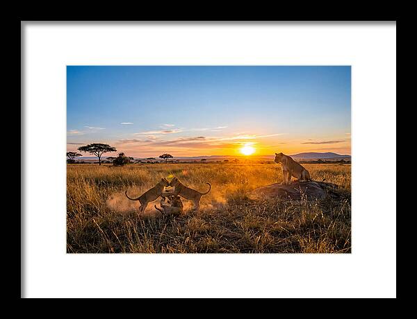 African Lion Cubs Playing At Sunset