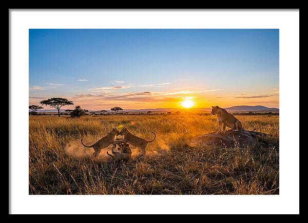 African Lion Cubs Playing At Sunset