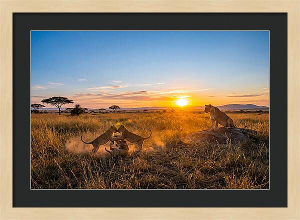 African Lion Cubs Playing At Sunset