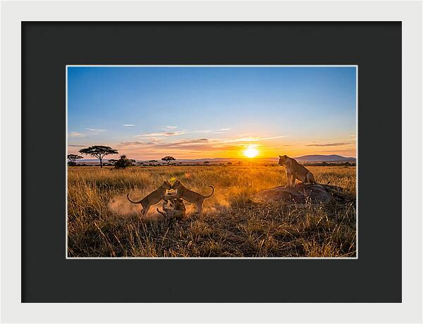 African Lion Cubs Playing At Sunset