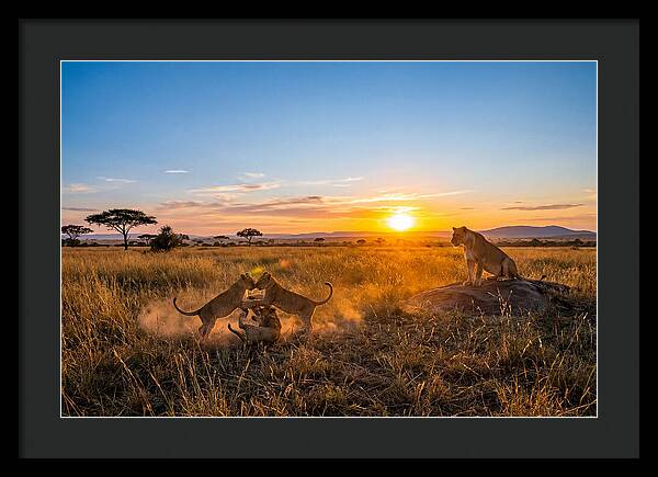 African Lion Cubs Playing At Sunset