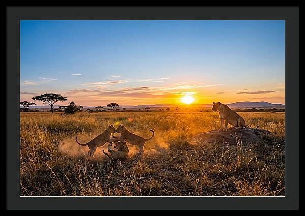 African Lion Cubs Playing At Sunset