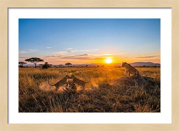 African Lion Cubs Playing At Sunset