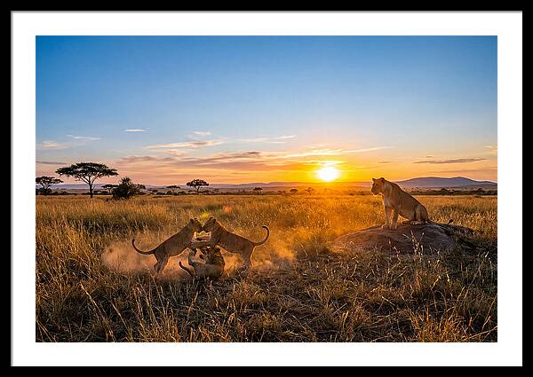 African Lion Cubs Playing At Sunset
