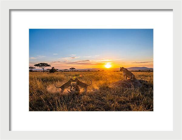 African Lion Cubs Playing At Sunset