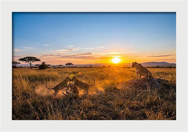 African Lion Cubs Playing At Sunset