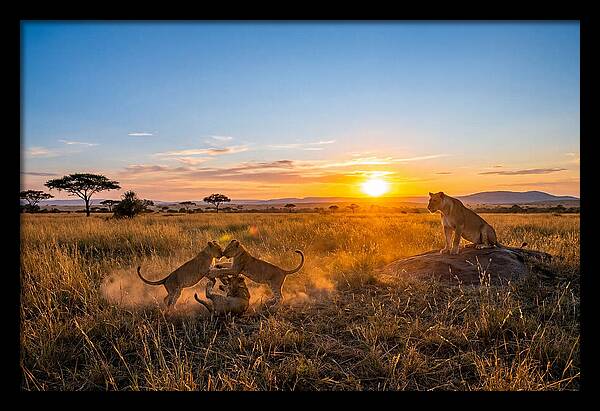 African Lion Cubs Playing At Sunset