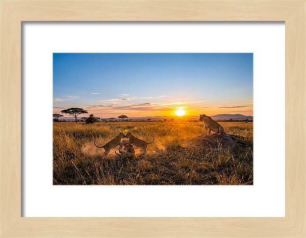 African Lion Cubs Playing At Sunset