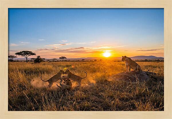 African Lion Cubs Playing At Sunset