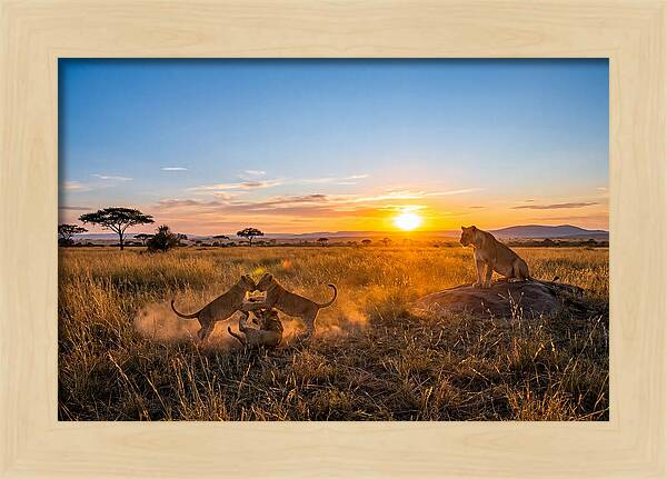 African Lion Cubs Playing At Sunset