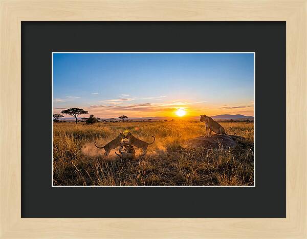 African Lion Cubs Playing At Sunset