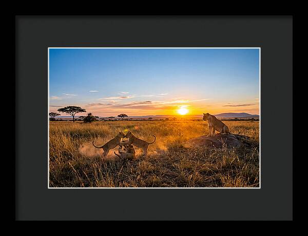 African Lion Cubs Playing At Sunset