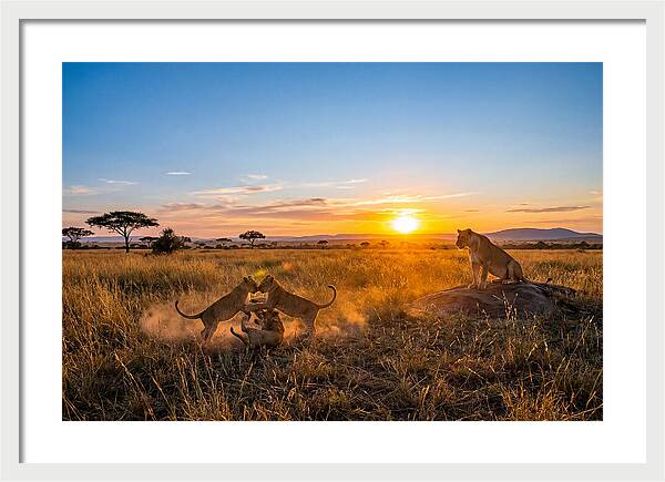 African Lion Cubs Playing At Sunset
