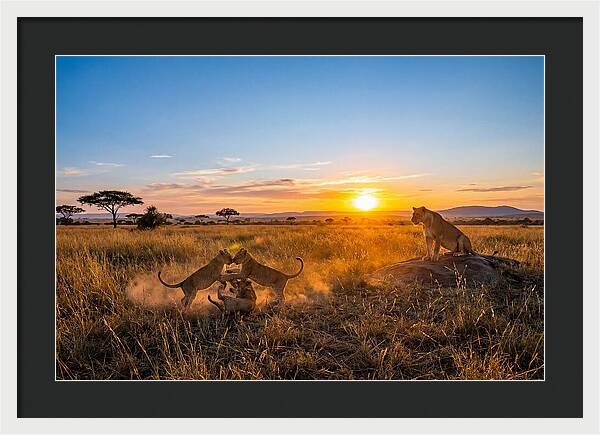 African Lion Cubs Playing At Sunset