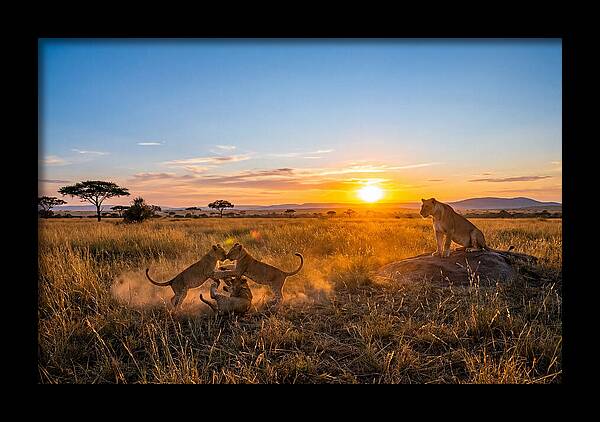 African Lion Cubs Playing At Sunset