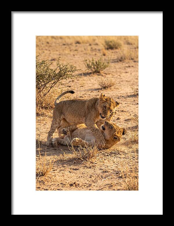 African Lion Cubs Playing Together