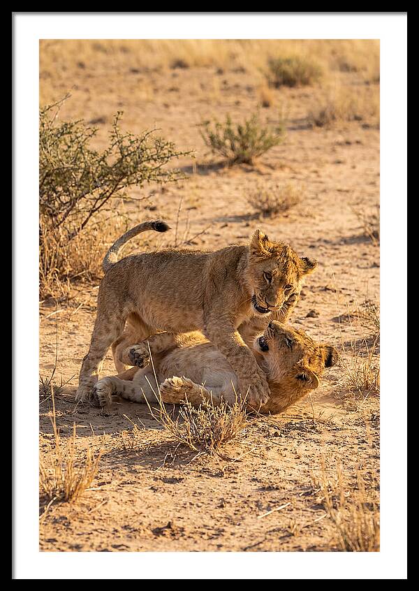 African Lion Cubs Playing Together