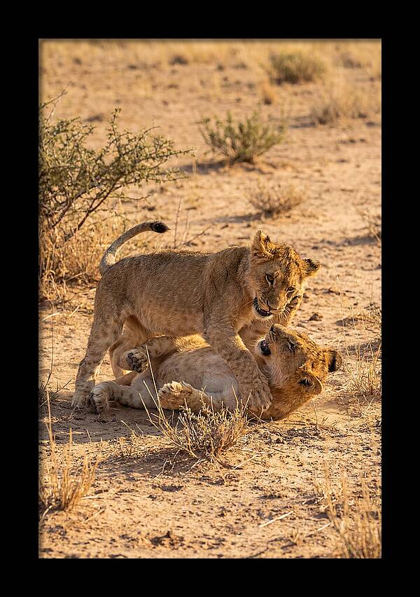 African Lion Cubs Playing Together