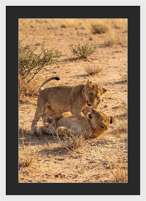 African Lion Cubs Playing Together