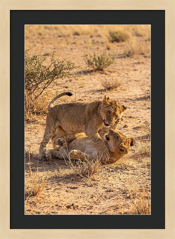 African Lion Cubs Playing Together