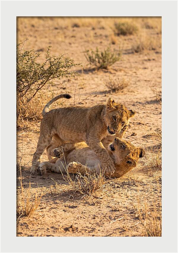 African Lion Cubs Playing Together