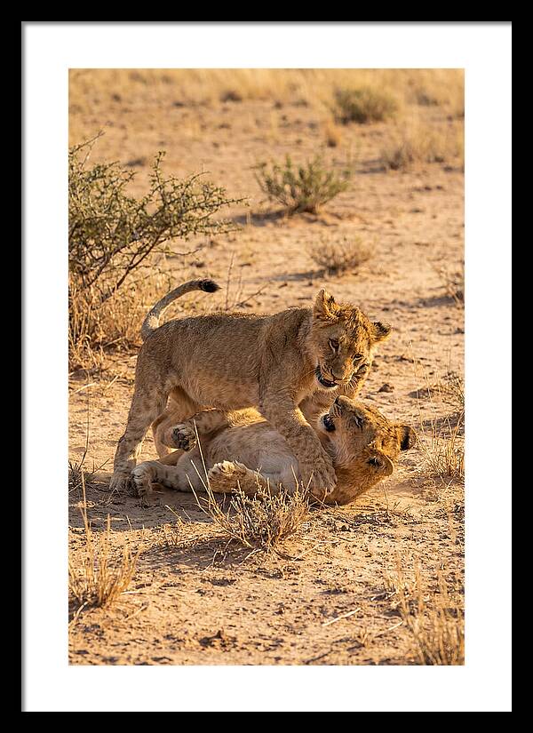 African Lion Cubs Playing Together