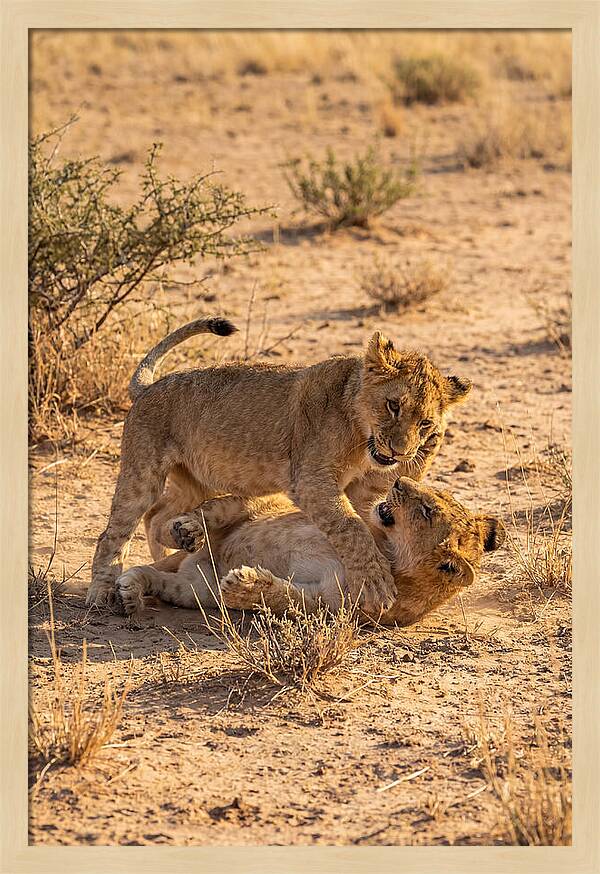 African Lion Cubs Playing Together