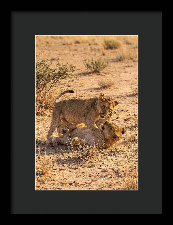 African Lion Cubs Playing Together