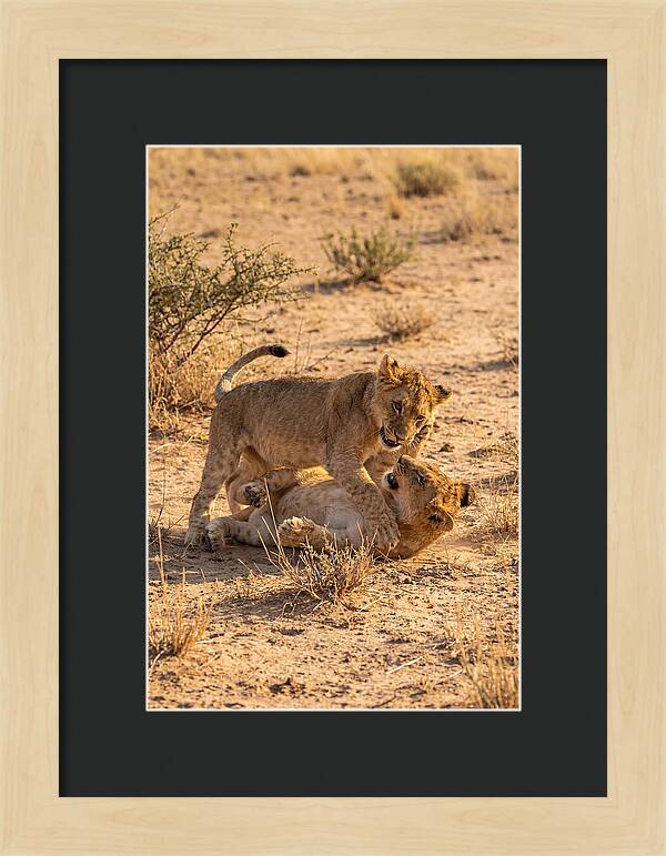 African Lion Cubs Playing Together