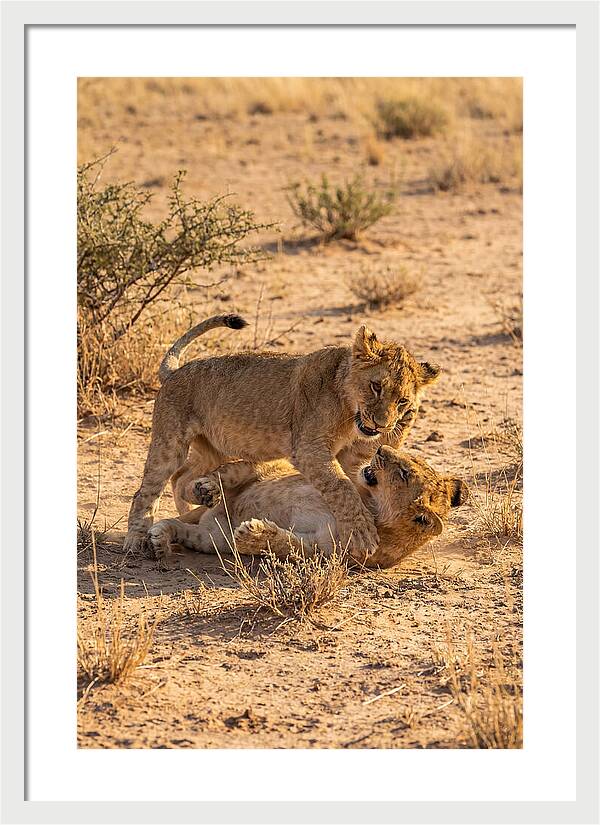 African Lion Cubs Playing Together