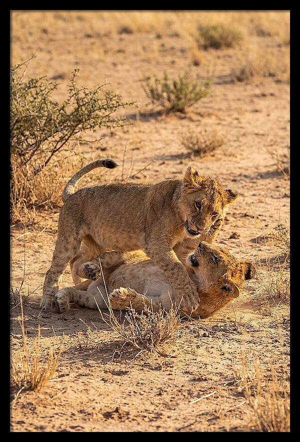 African Lion Cubs Playing Together
