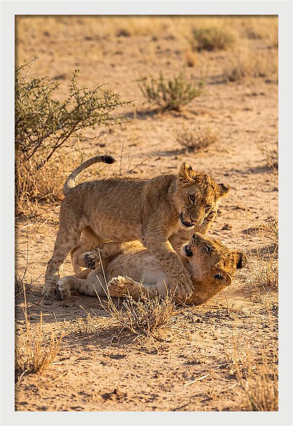 African Lion Cubs Playing Together
