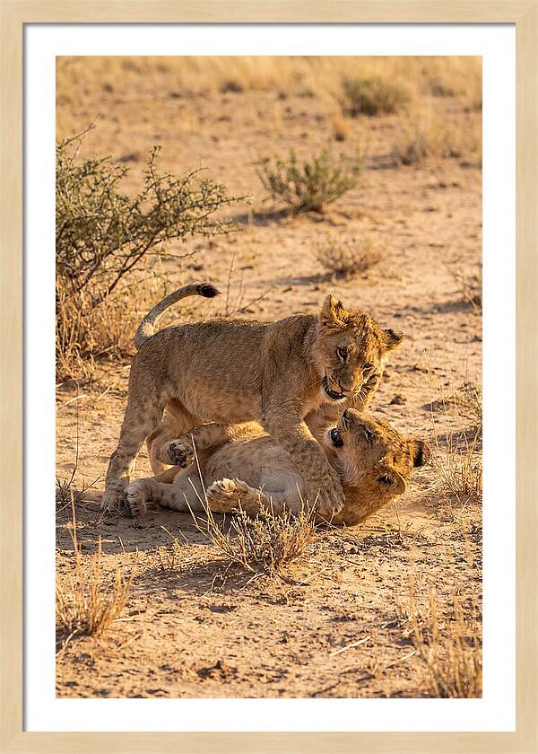 African Lion Cubs Playing Together