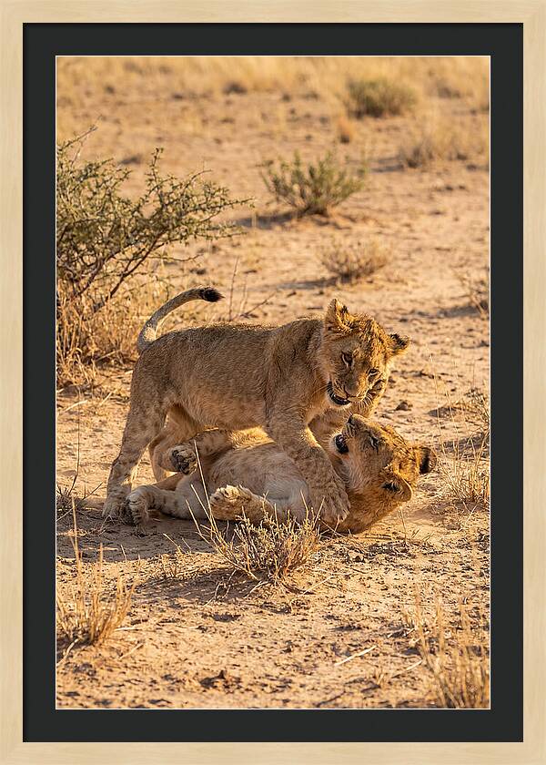 African Lion Cubs Playing Together