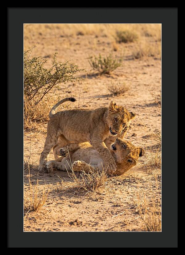 African Lion Cubs Playing Together