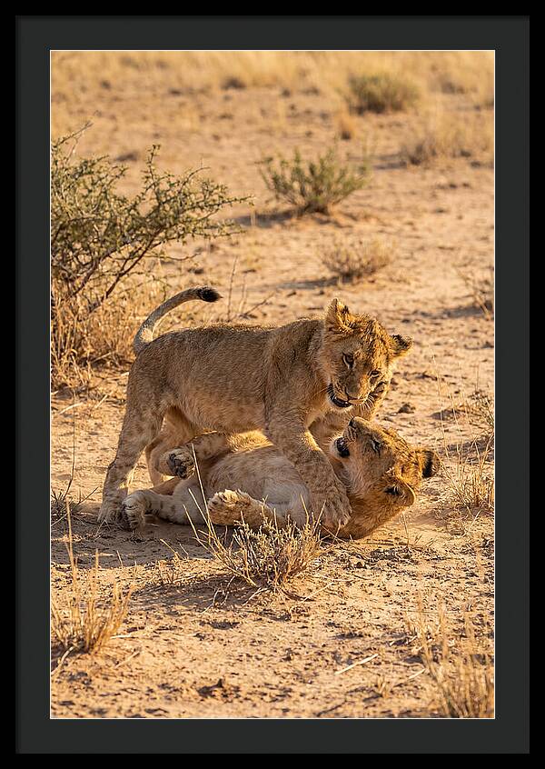 African Lion Cubs Playing Together