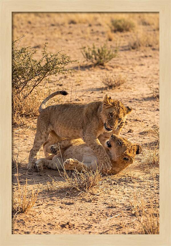 African Lion Cubs Playing Together